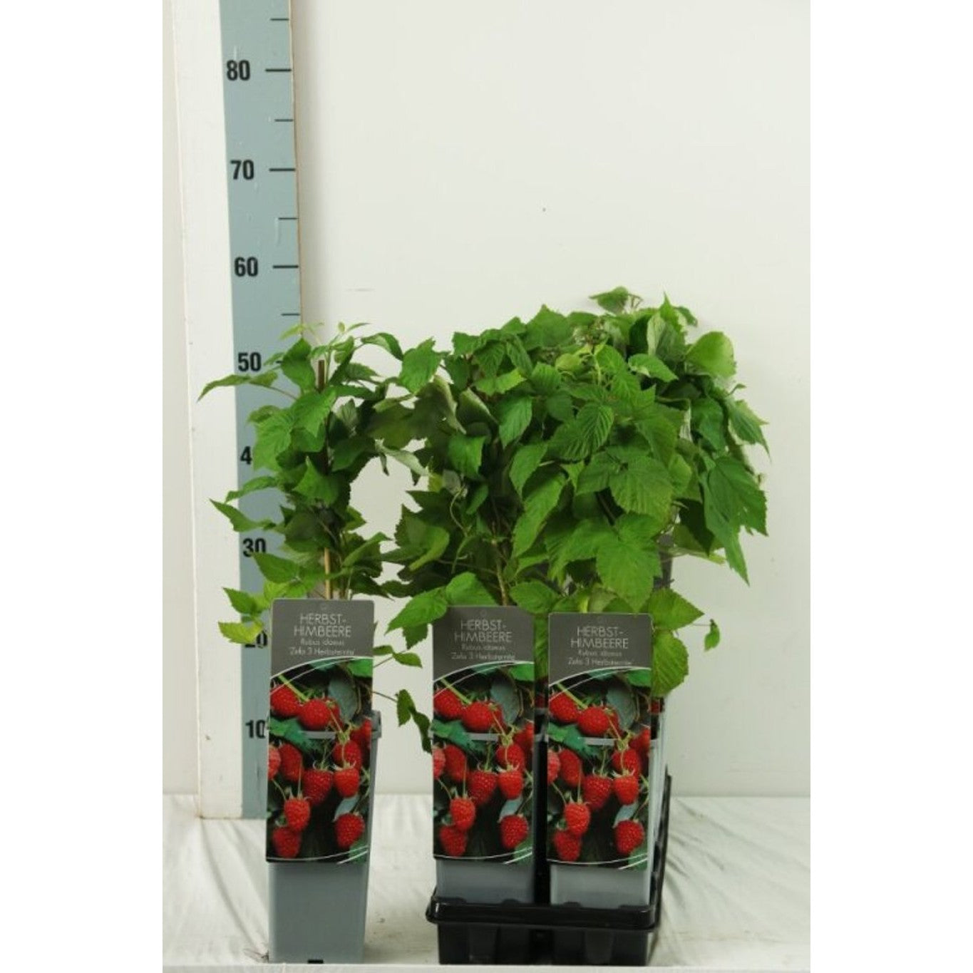 Hallon – Rubus idaeus 'Zefa Herbsternte' - C2 30-40 CM